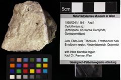 Foto (Objket + Etiketten) von Cyclothyreus sp. 